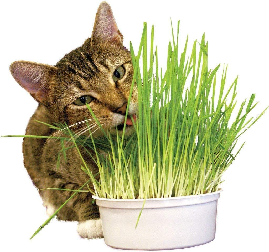Herbe à chat